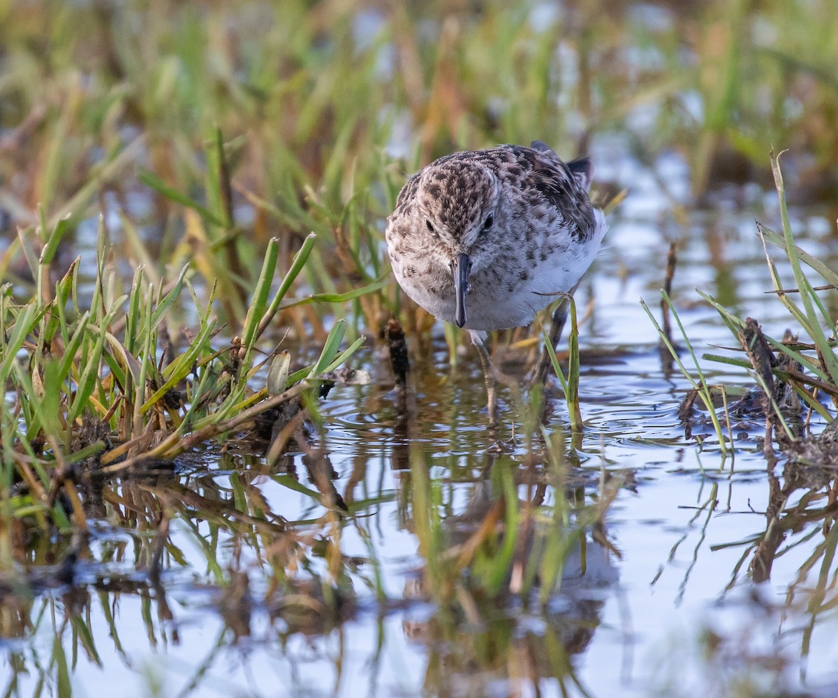 Least Sandpiper - ML618371981