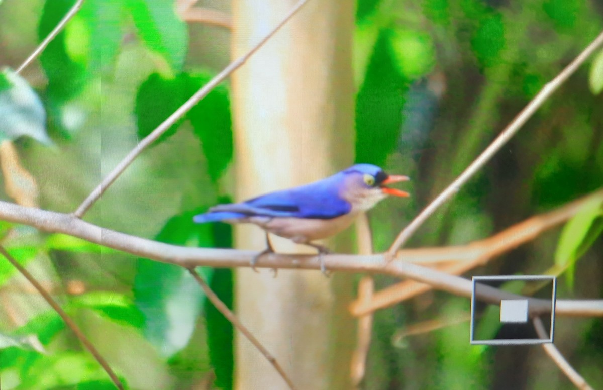 Velvet-fronted Nuthatch - Tshering Dorji