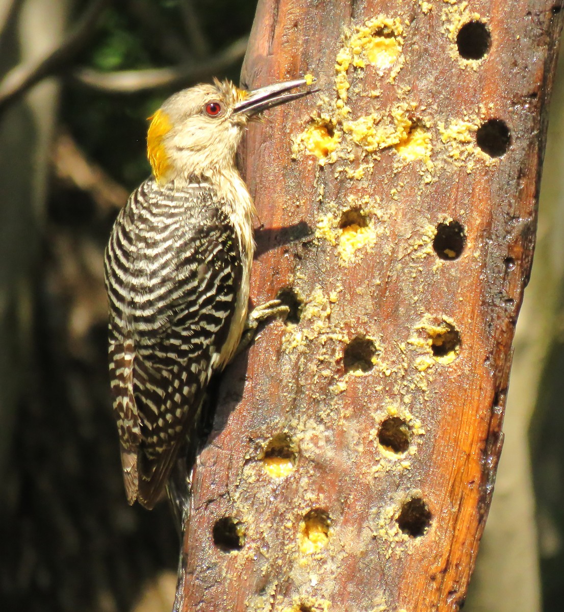 Golden-fronted Woodpecker - ML618372054