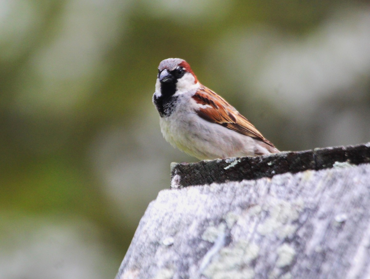 House Sparrow - ML618372058