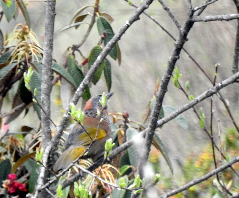 Chestnut-crowned Laughingthrush - ML618372084