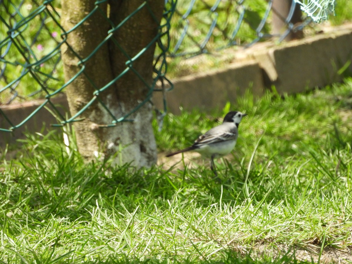 White Wagtail - Dariusz Juńczyk