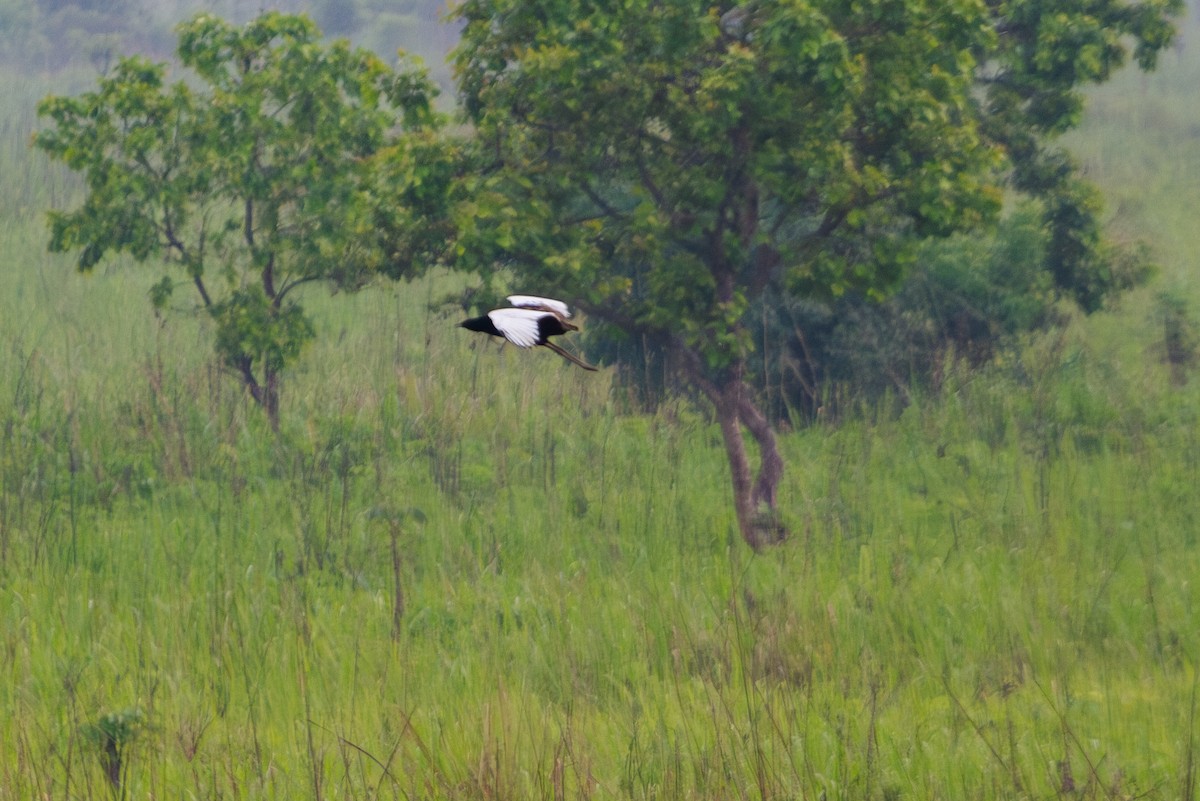 Bengal Florican - Mark Maddock