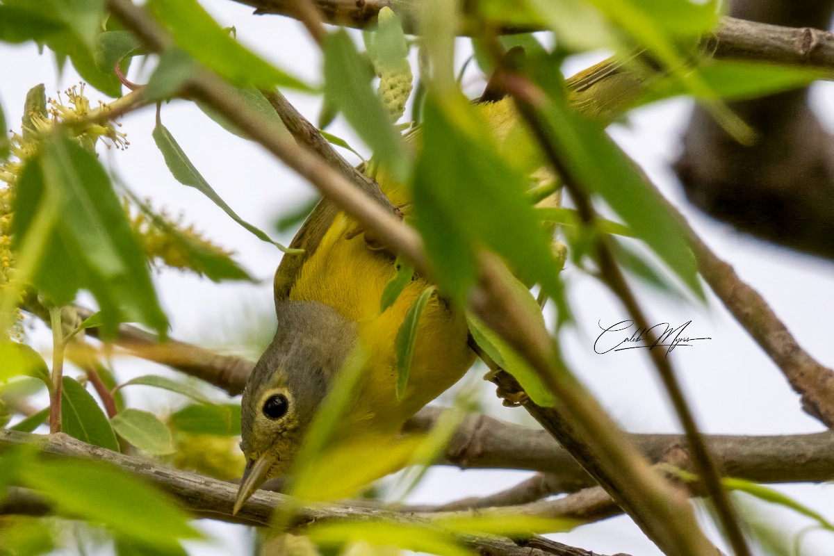 Nashville Warbler - Caleb Myers