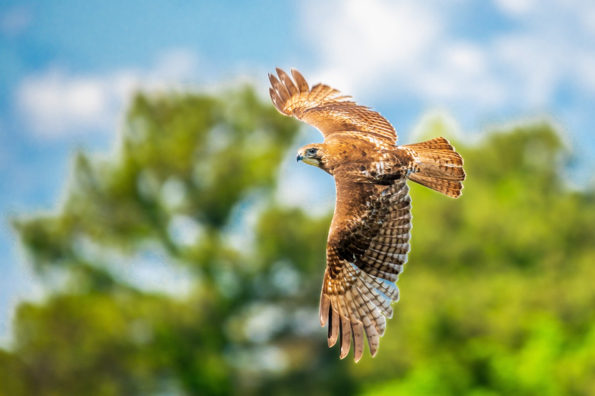 Red-tailed Hawk - Doug Norwood