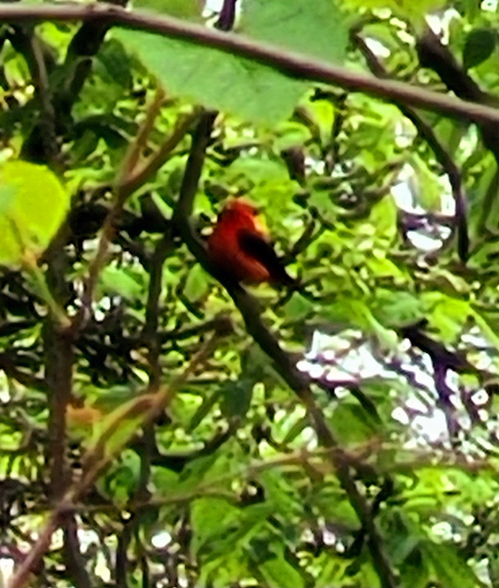 Scarlet Tanager - ML618372192