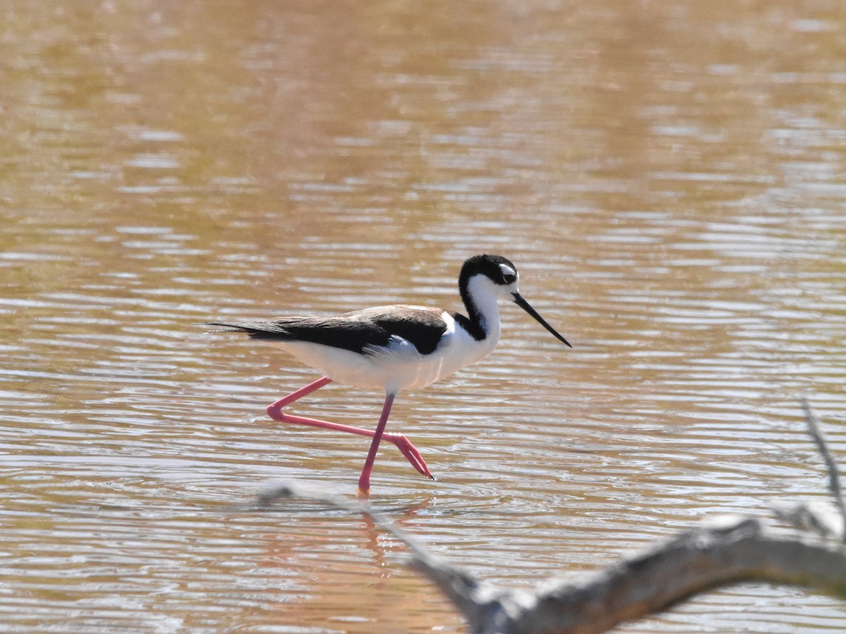 Black-necked Stilt - ML618372221