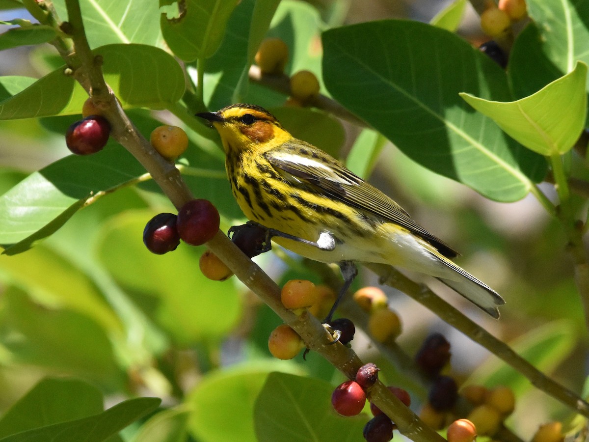 Cape May Warbler - ML618372226