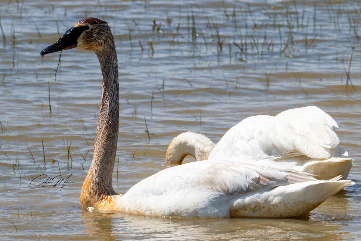 Trumpeter Swan - Caleb Myers