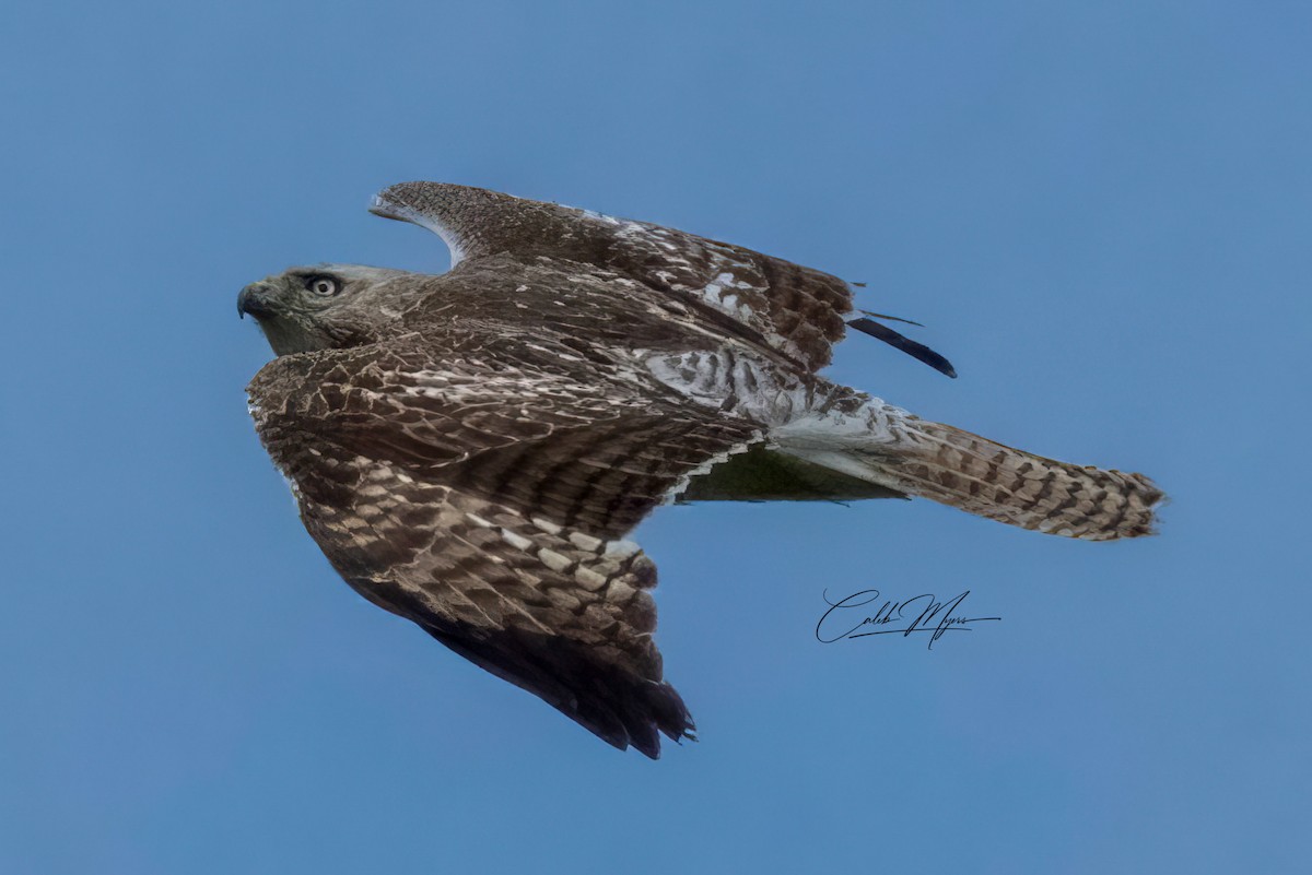 Red-tailed Hawk - ML618372235