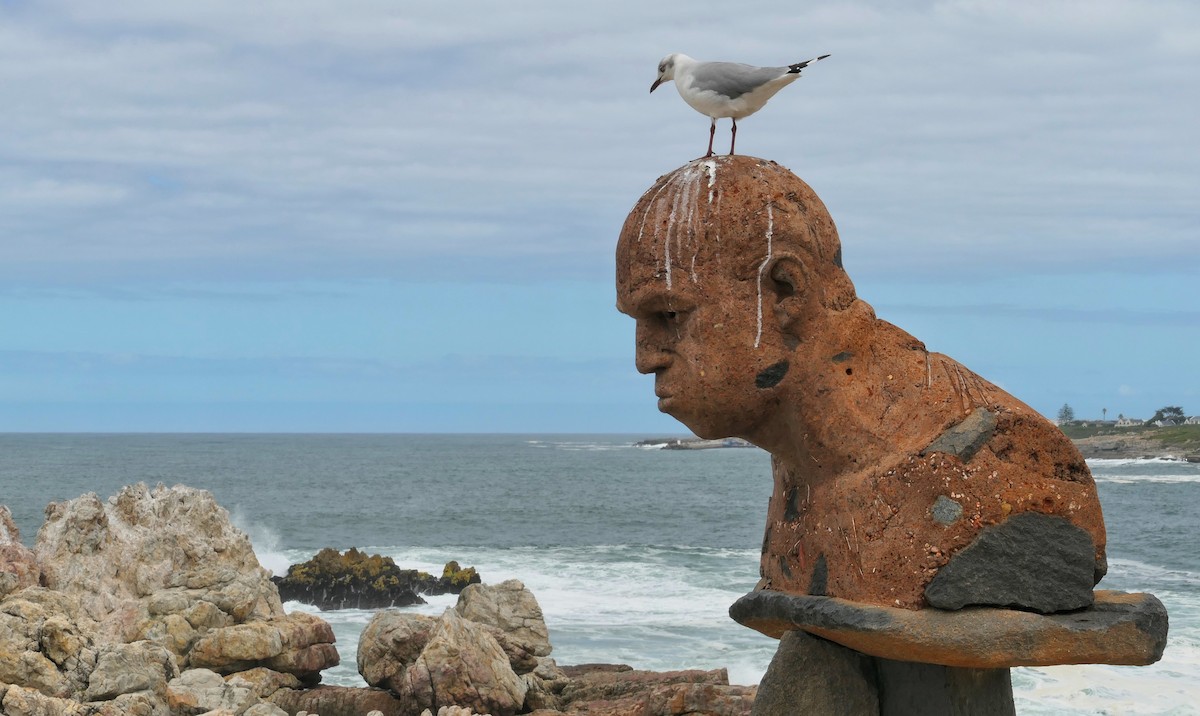 Mouette à tête grise - ML618372337