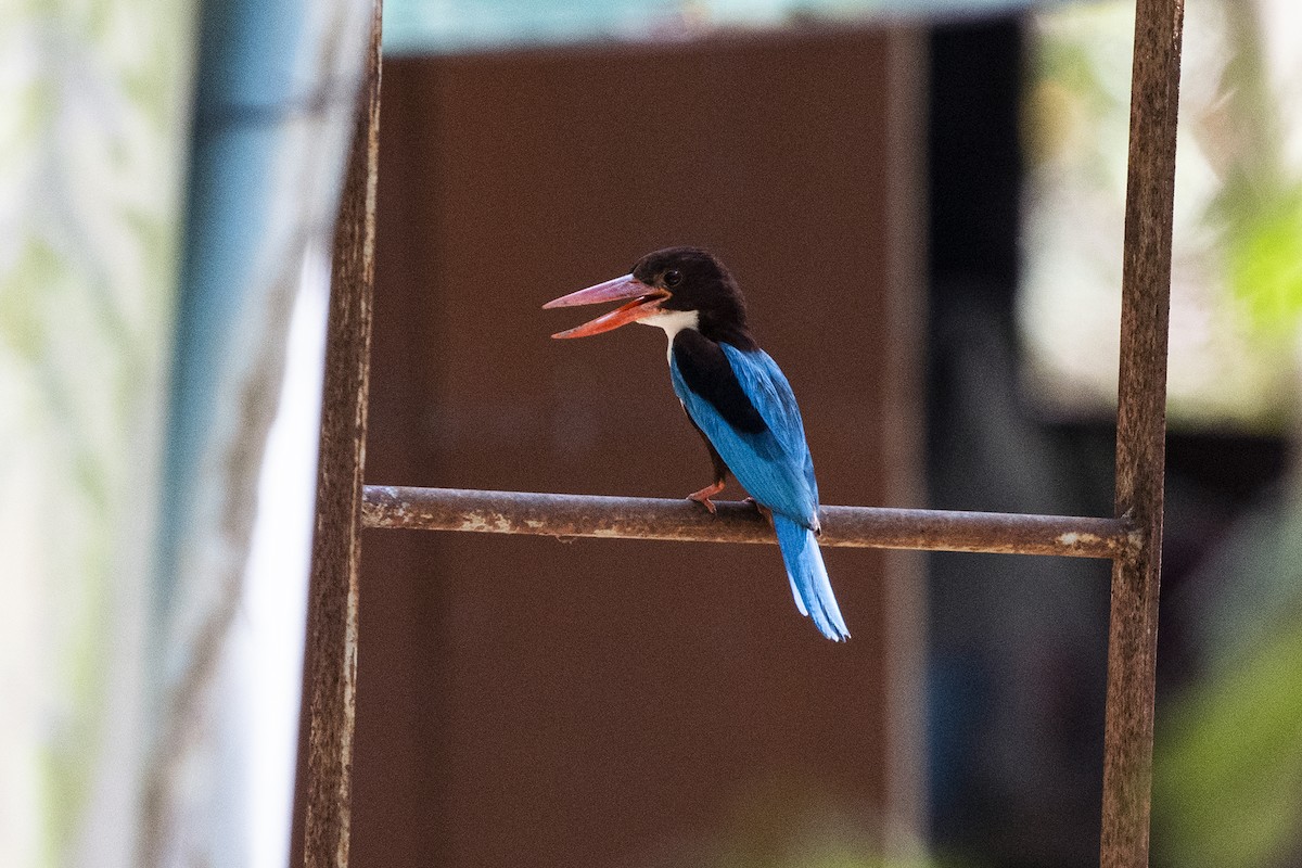 White-throated Kingfisher - Wachara  Sanguansombat