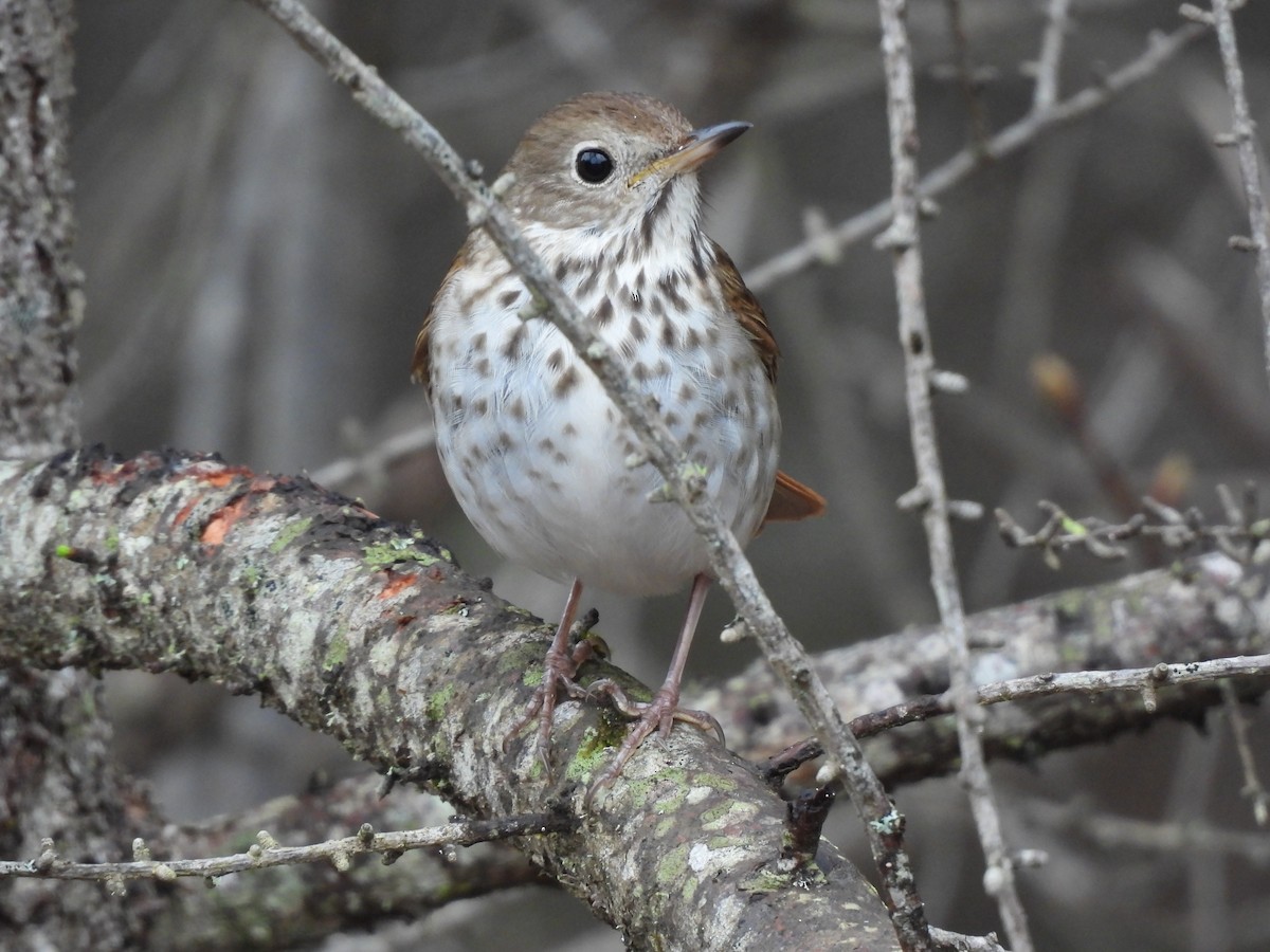 Hermit Thrush - Rhonda Langelaan