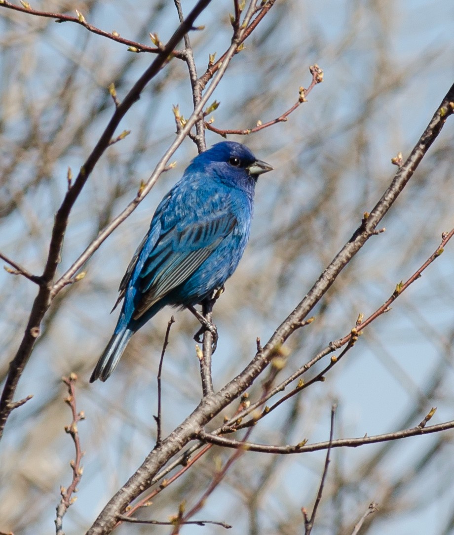 Indigo Bunting - ML618372380