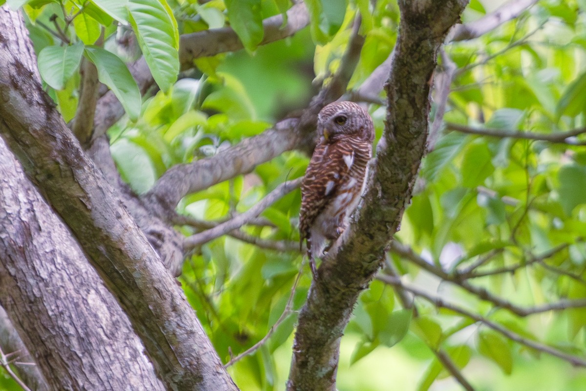 Asian Barred Owlet - Mark Maddock