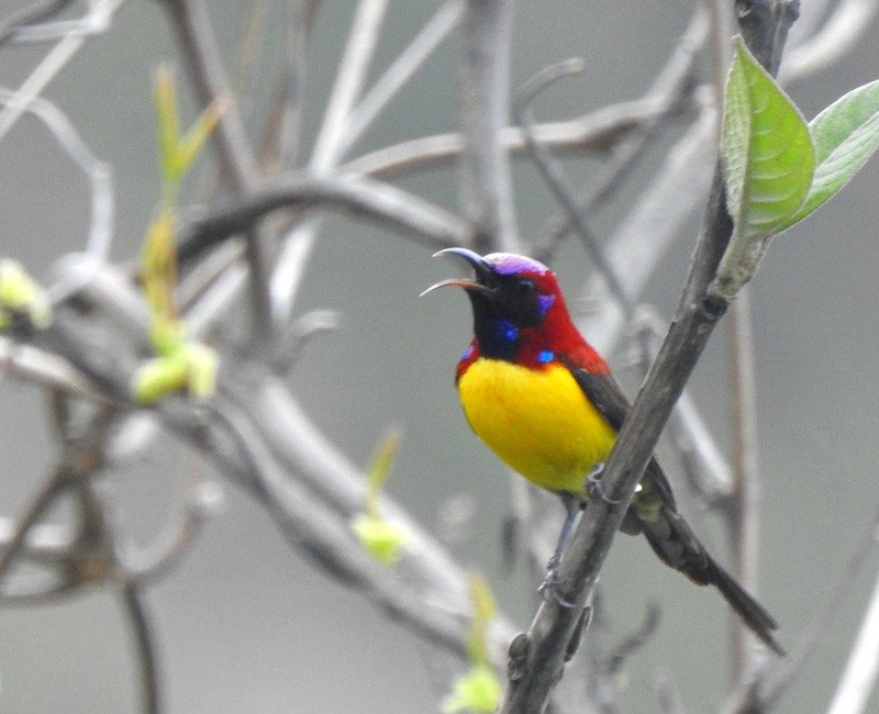 Mrs. Gould's Sunbird - Rajaneesh  Ghadi