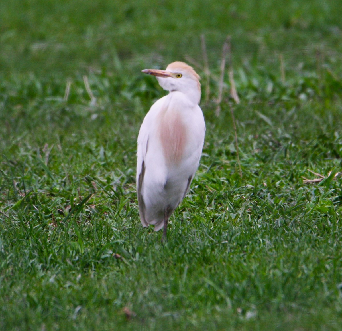 Western Cattle-Egret - ML618372426