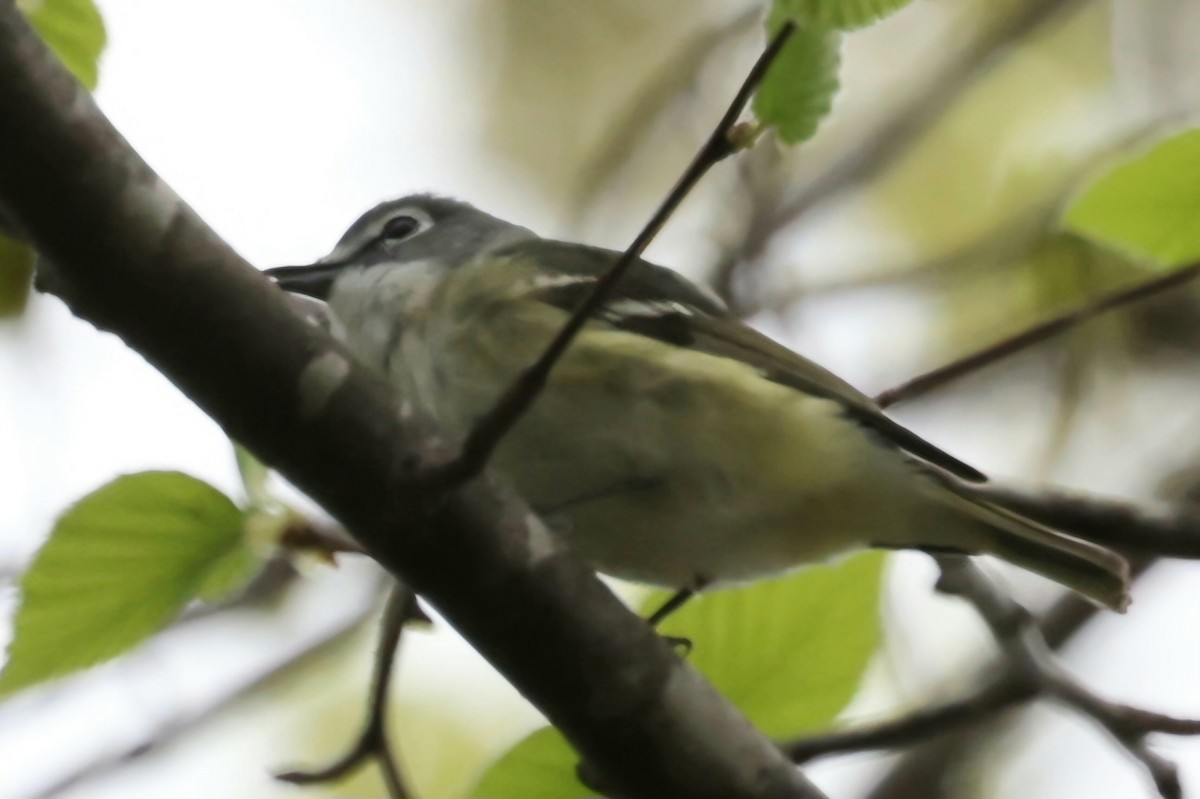 Blue-headed Vireo - ML618372469