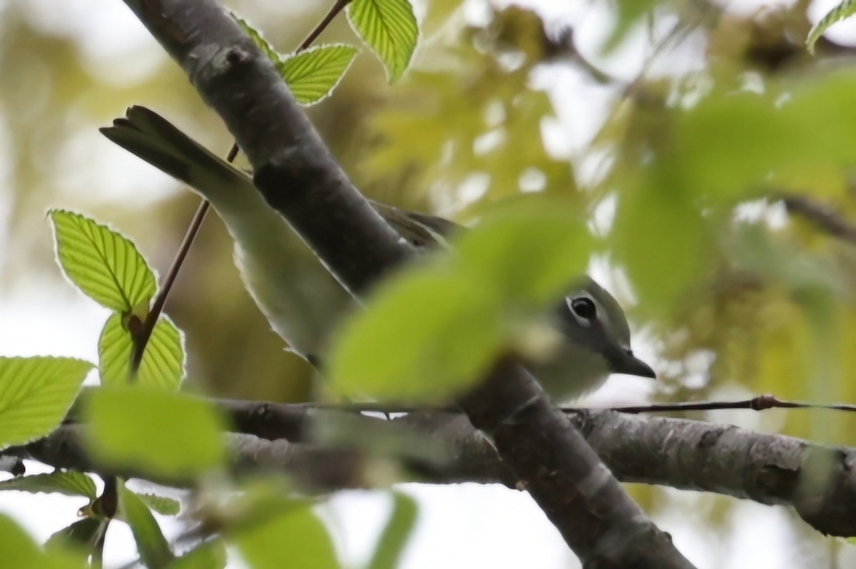 Blue-headed Vireo - ML618372470