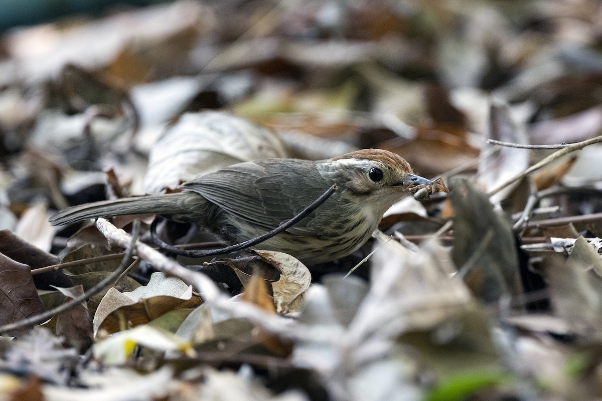 Puff-throated Babbler - Wachara  Sanguansombat