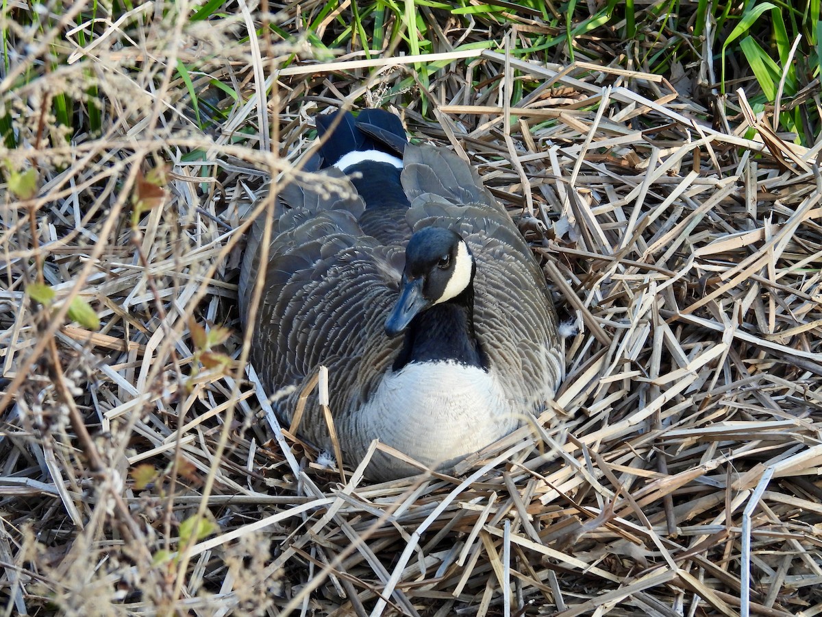 Canada Goose - ML618372562