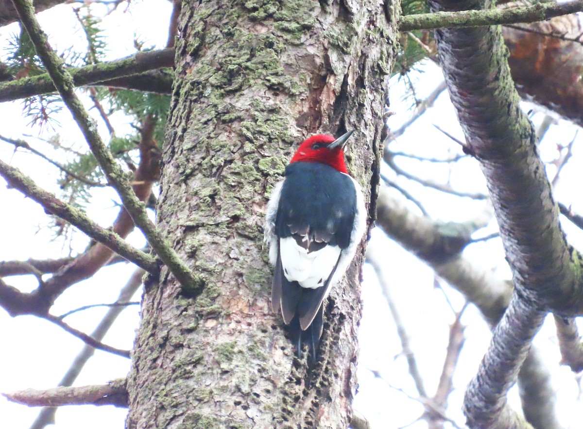 Pic à tête rouge - ML618372573