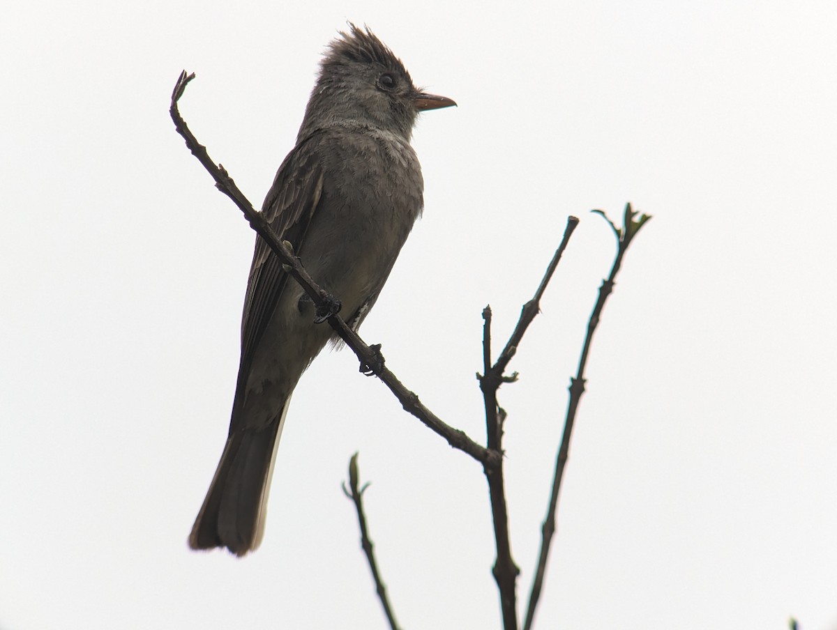 Greater Pewee - Carlos Gonzalez