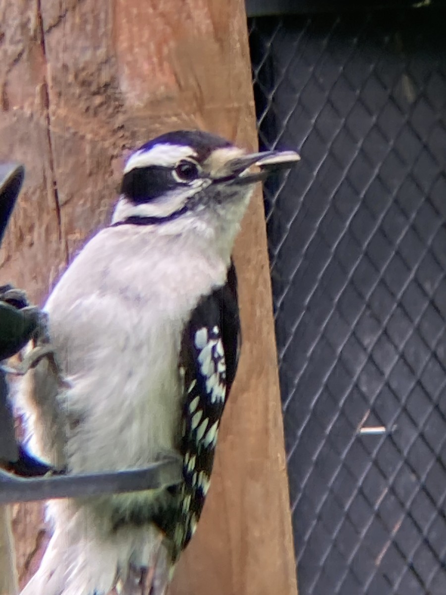 Downy Woodpecker - Zack Lash