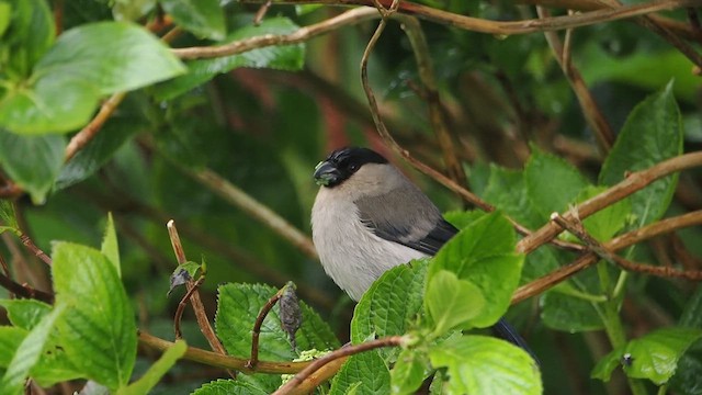 Azores Bullfinch - ML618372587