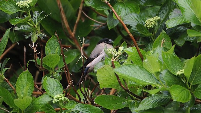 Azores Bullfinch - ML618372588
