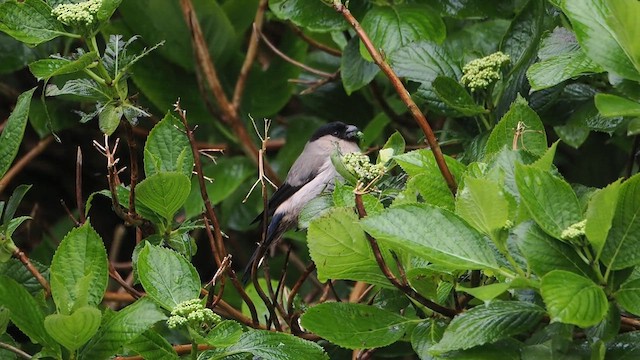 Azores Bullfinch - ML618372588