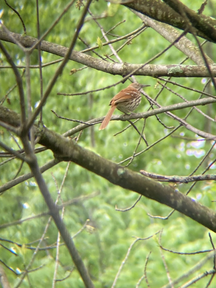 Brown Thrasher - Zack Lash