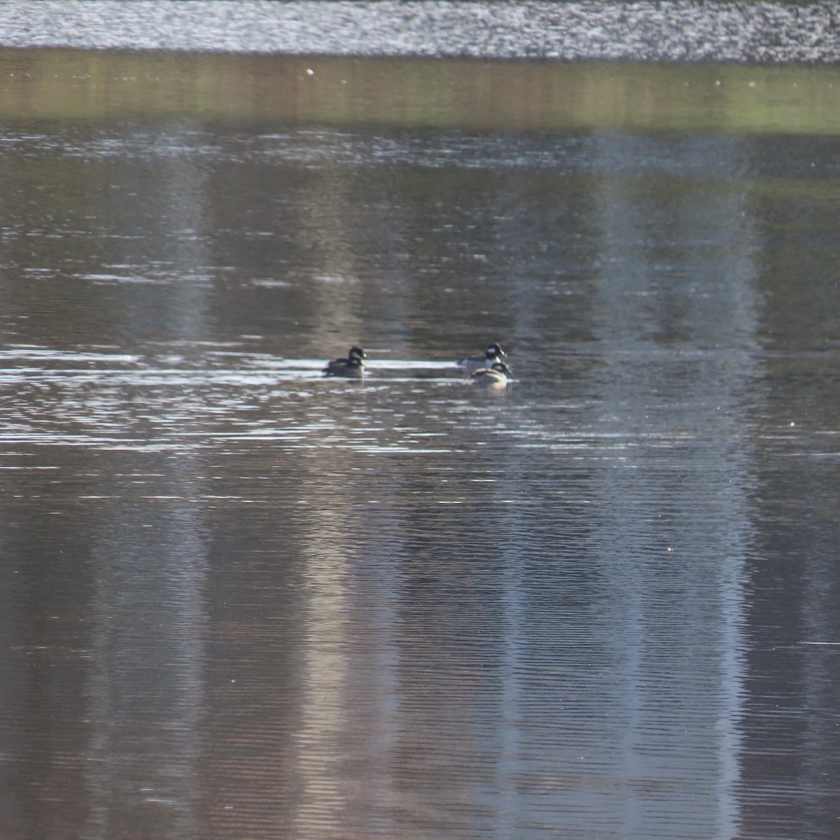 Bufflehead - ML618372600