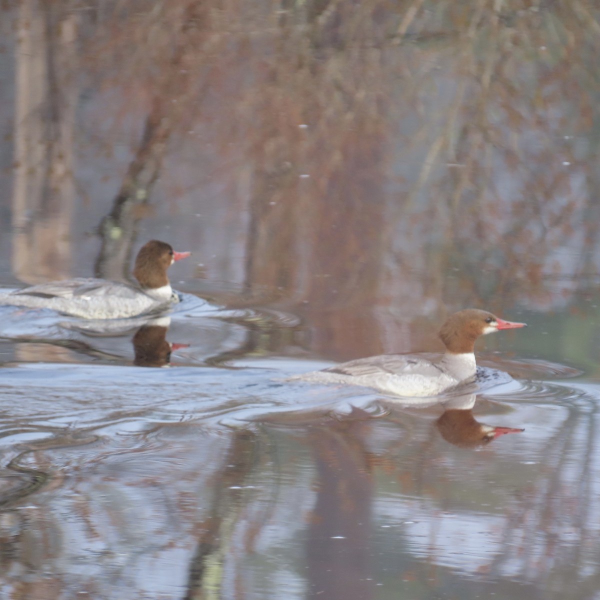 Common Merganser - ML618372602