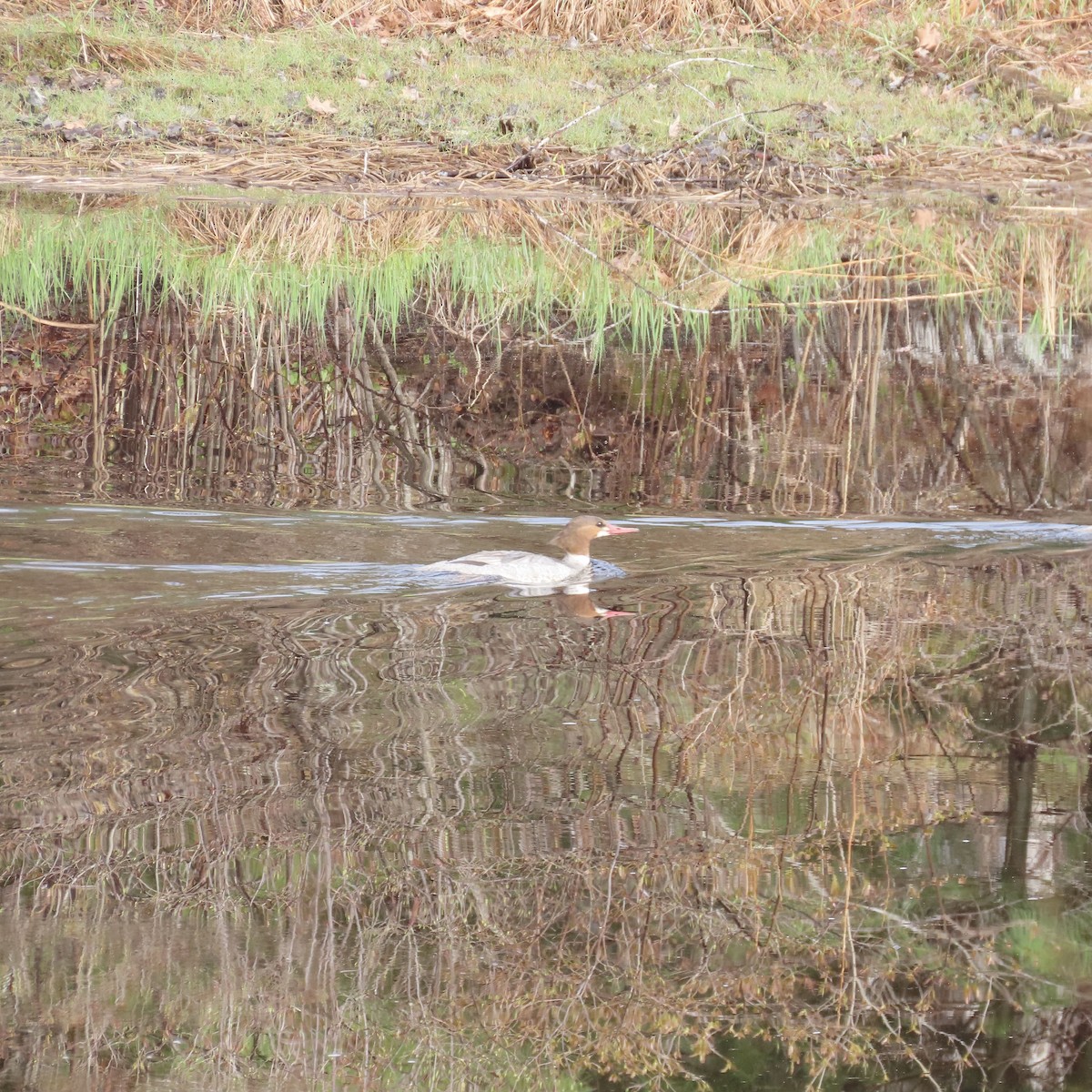 Common Merganser - ML618372603