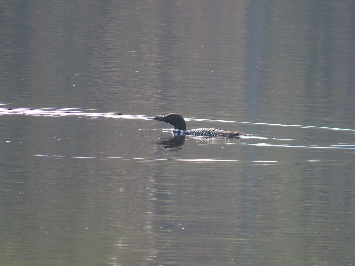 Common Loon - ML618372609