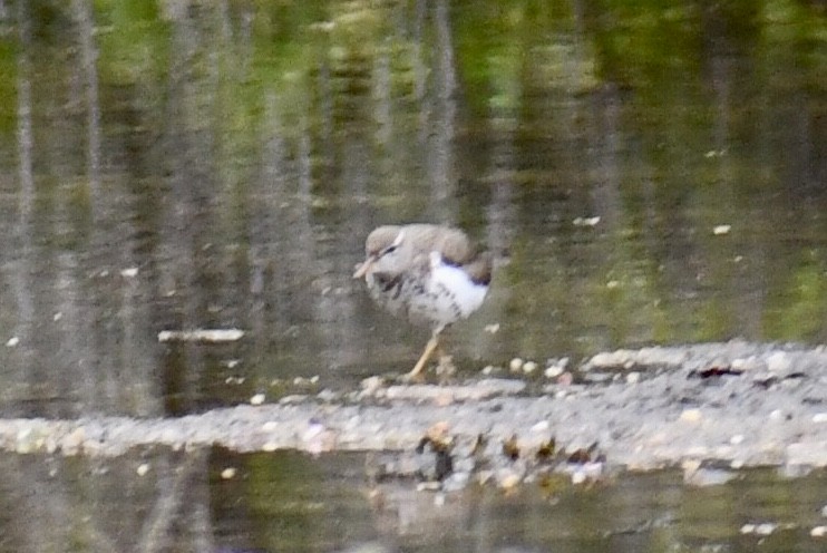 Spotted Sandpiper - ML618372673