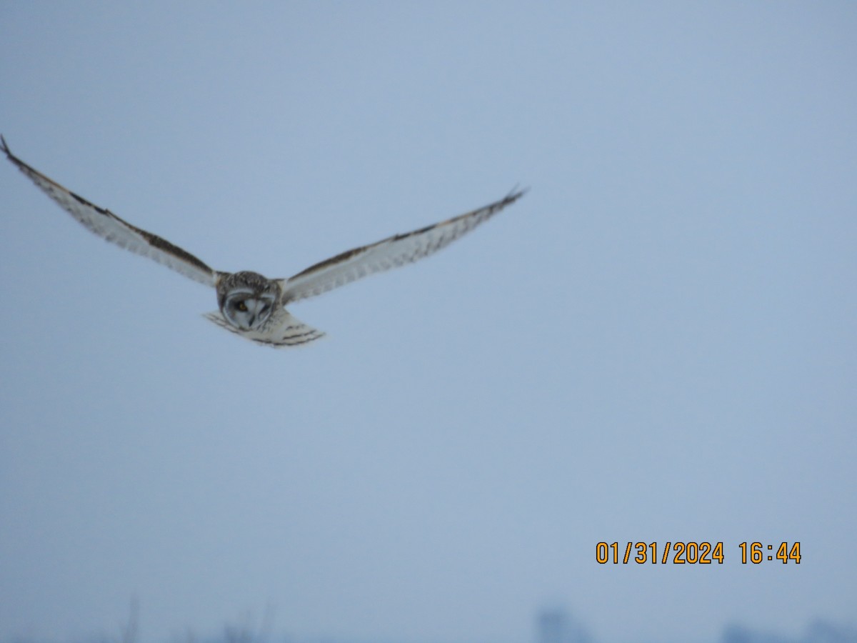 Short-eared Owl - Langis Sirois