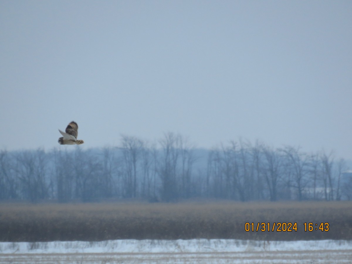 Short-eared Owl - ML618372704