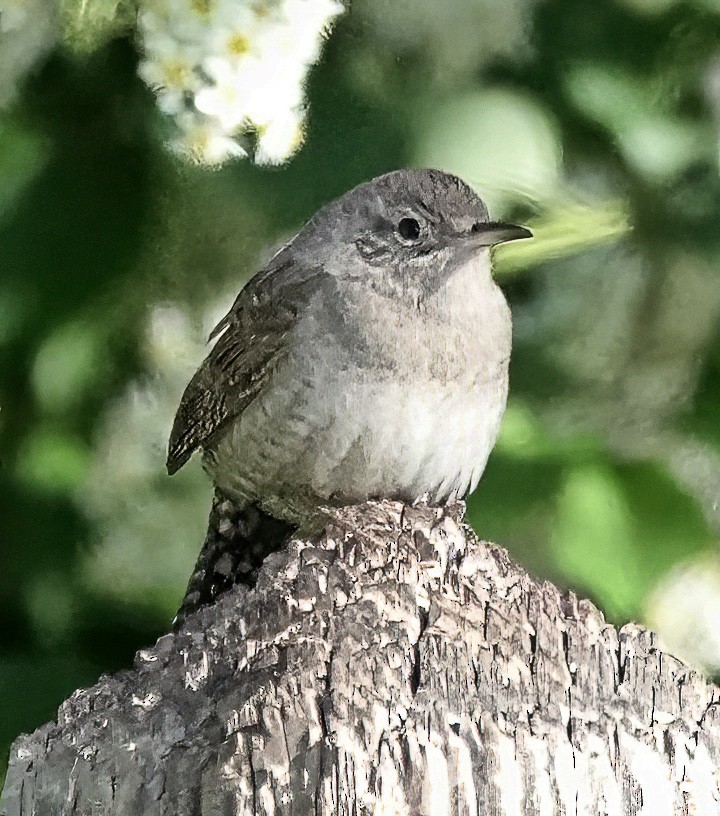 House Wren - Jim Ward