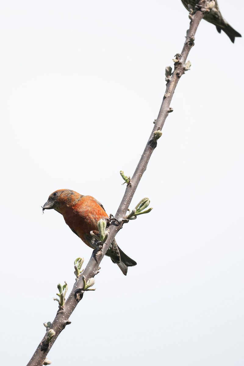 Red Crossbill - ML618372749