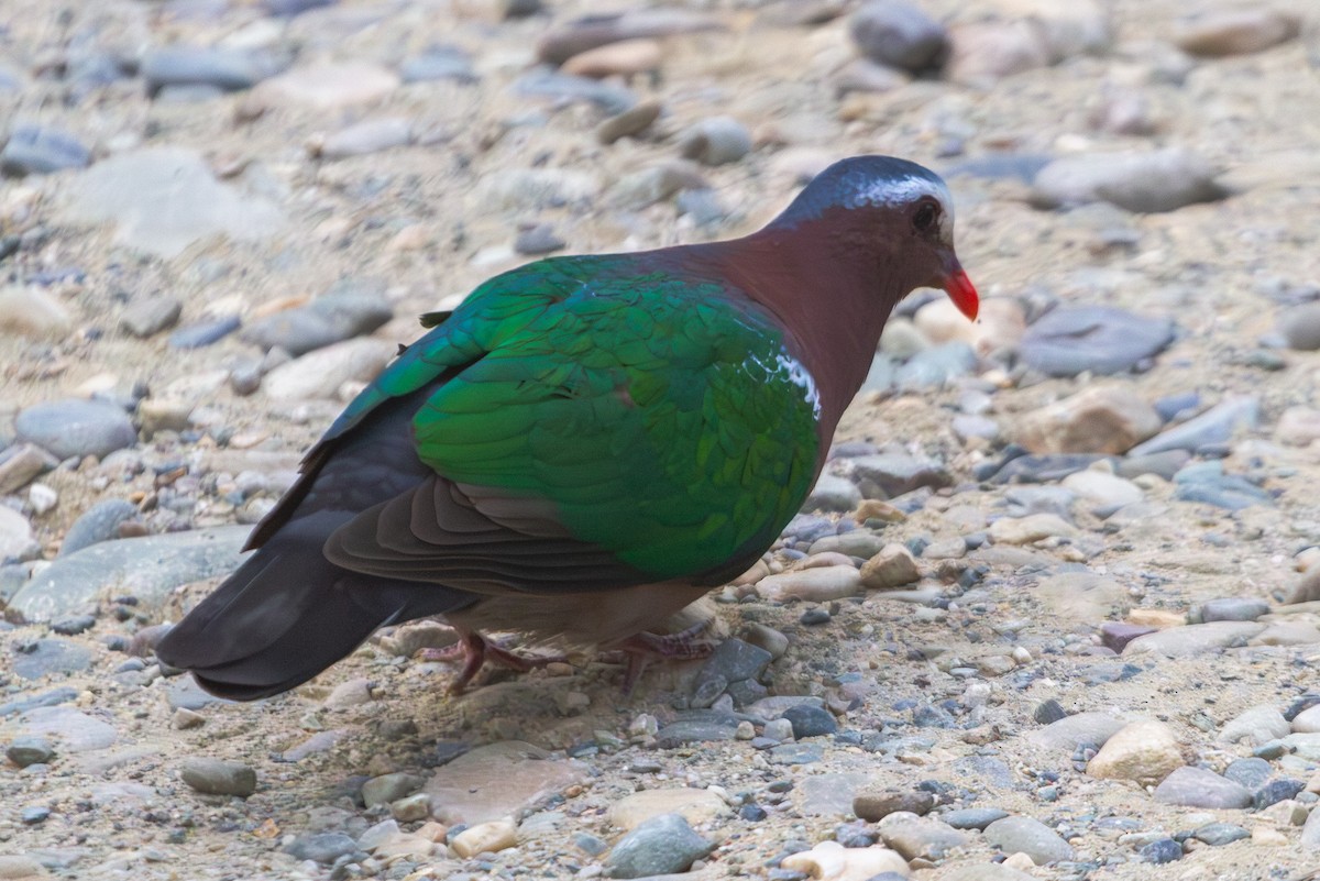 Asian Emerald Dove - ML618372761