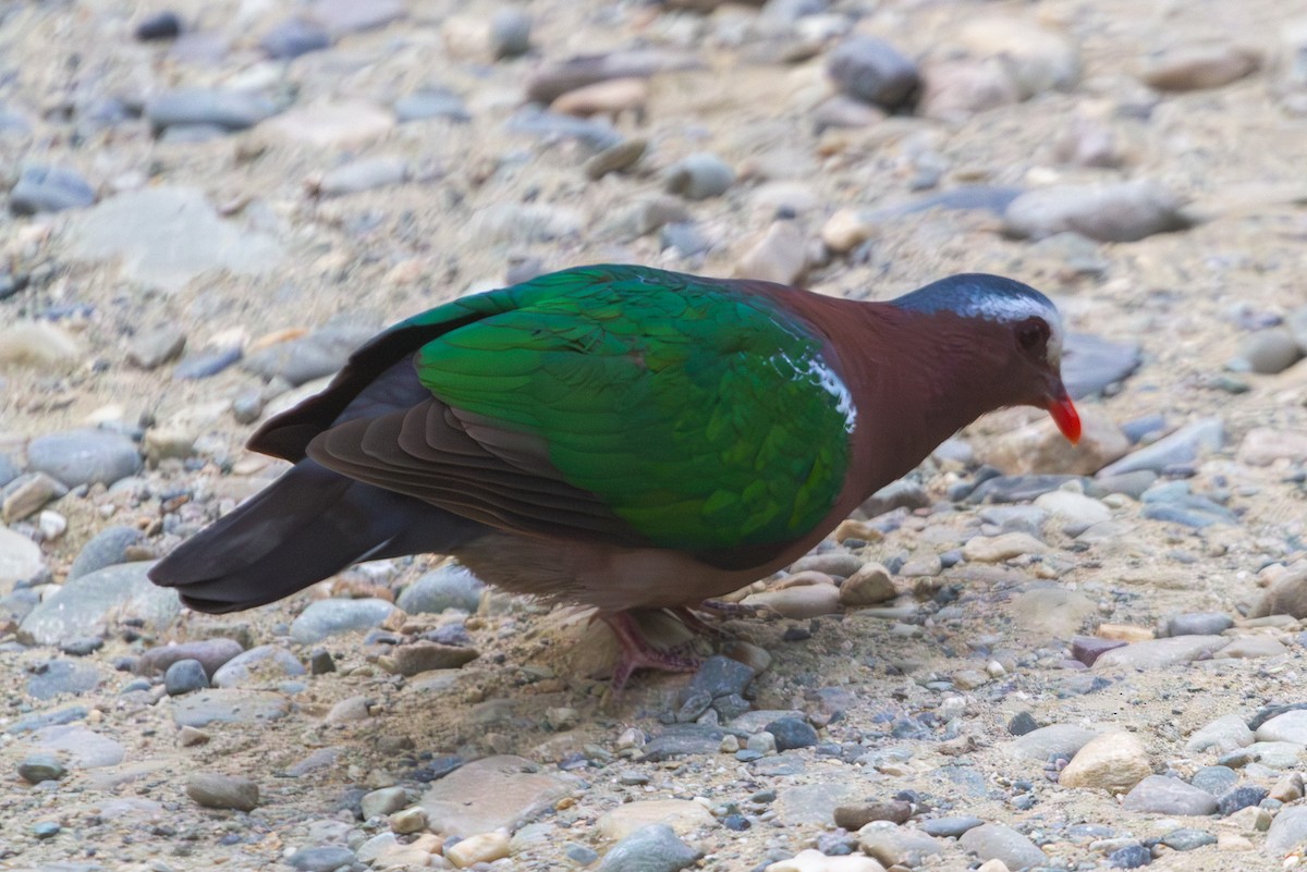 Asian Emerald Dove - ML618372762