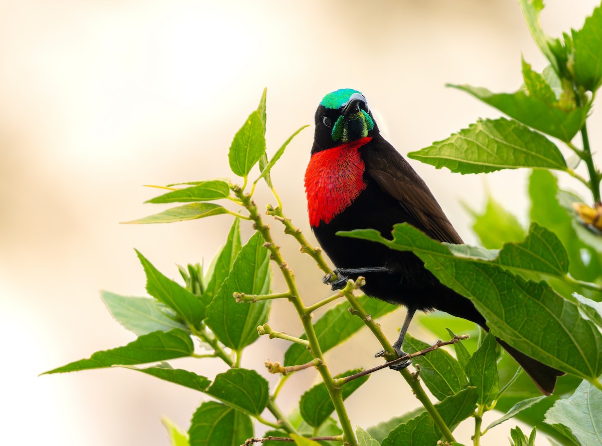 Scarlet-chested Sunbird - ML618372770