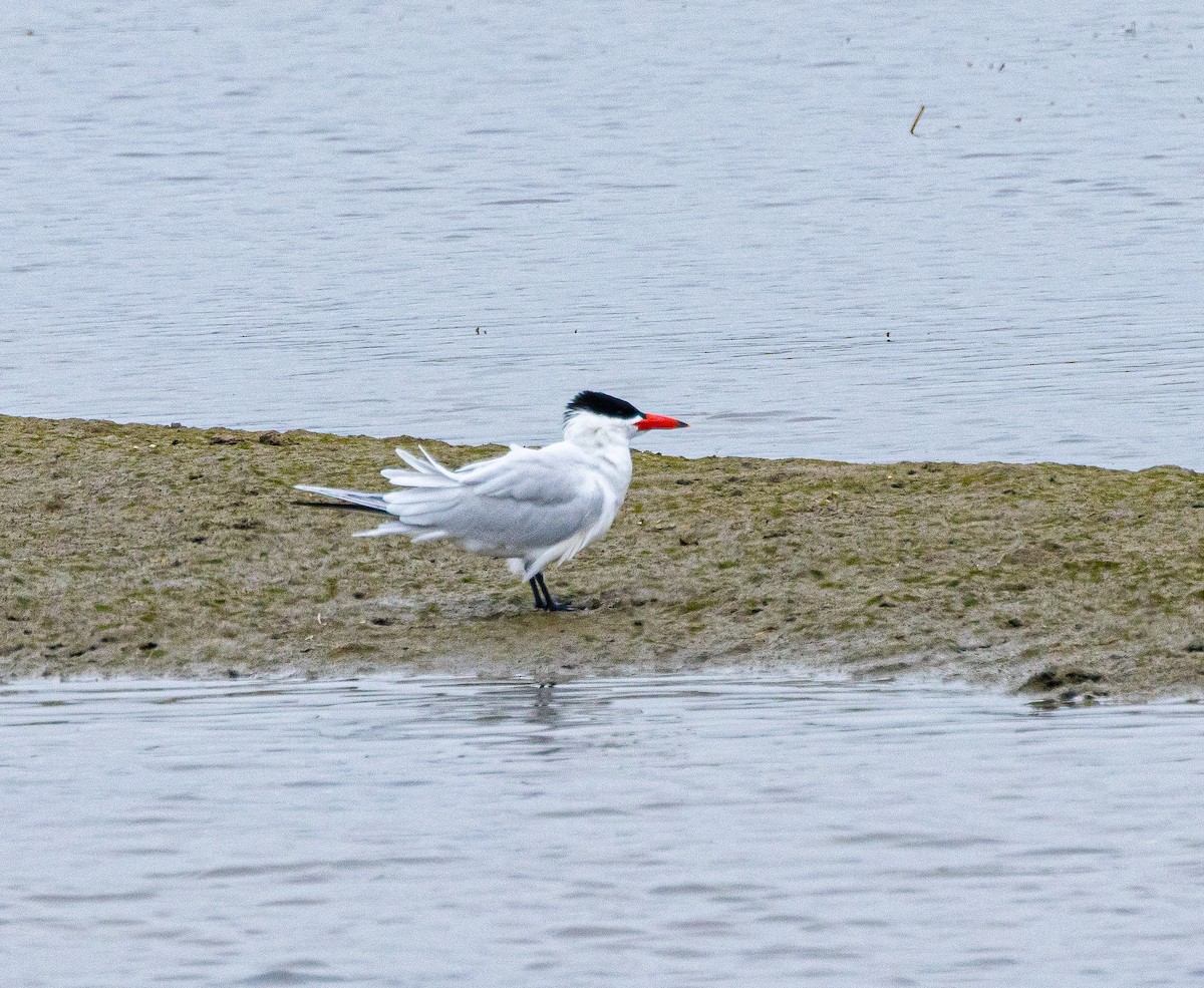 Caspian Tern - Ben  Valdez