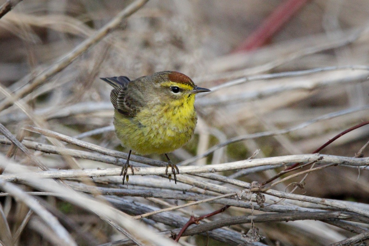 Palm Warbler (Yellow) - ML618372789