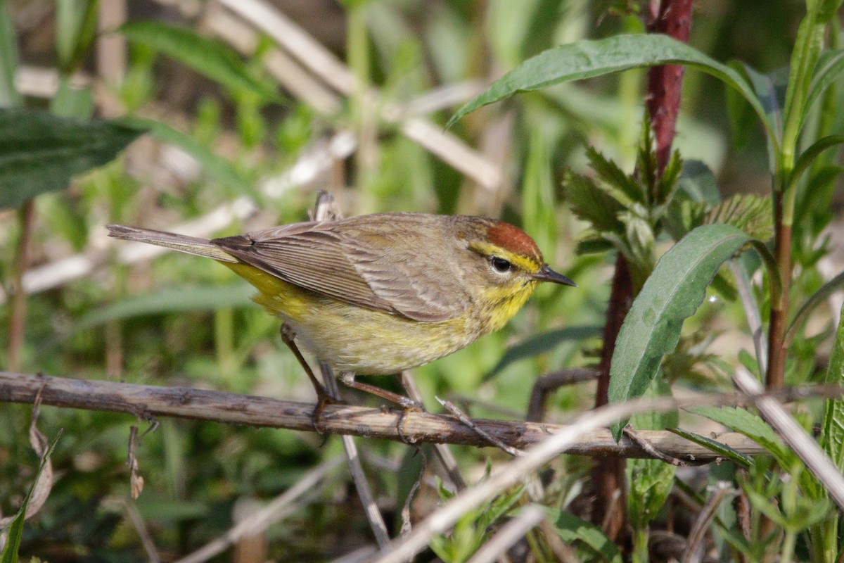 Palm Warbler (Yellow) - Catherine Holland