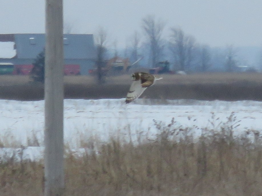 Short-eared Owl - ML618372793