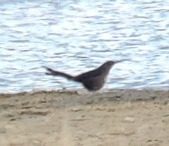 Great-tailed Grackle - Susan Hovde