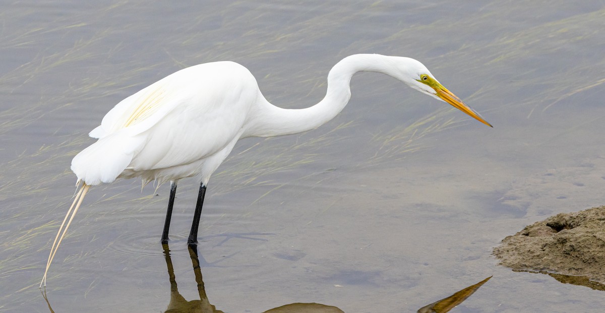 Great Egret - Ben  Valdez